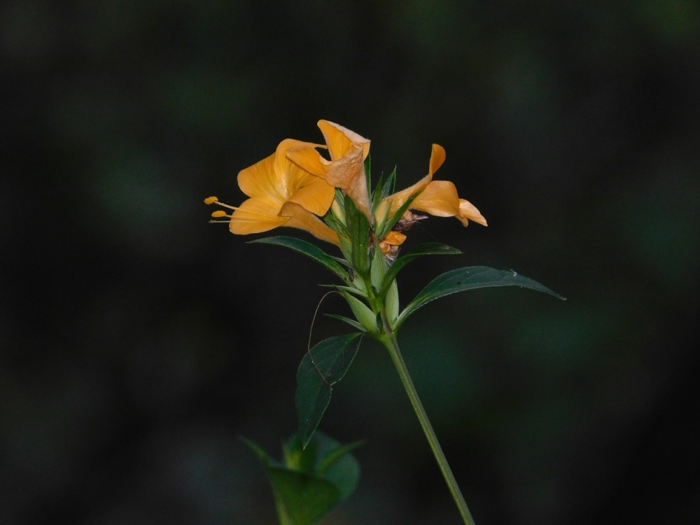 Wild flower , Umesh Singh photography 