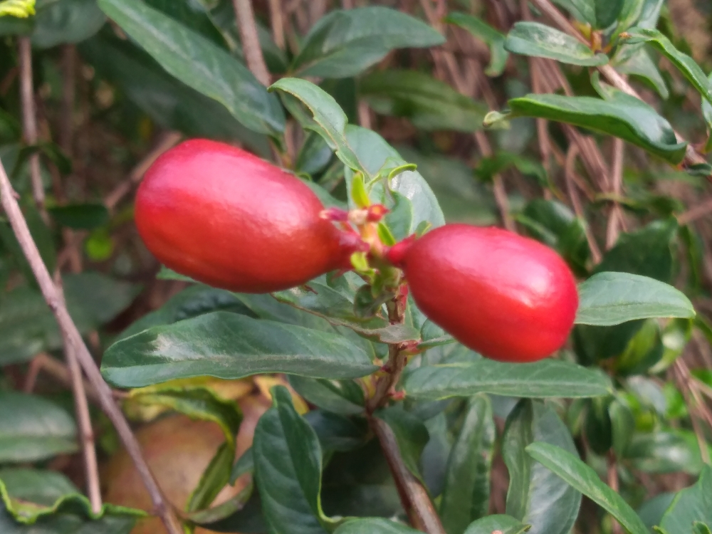 Baby Pomigrant , Fruit, 