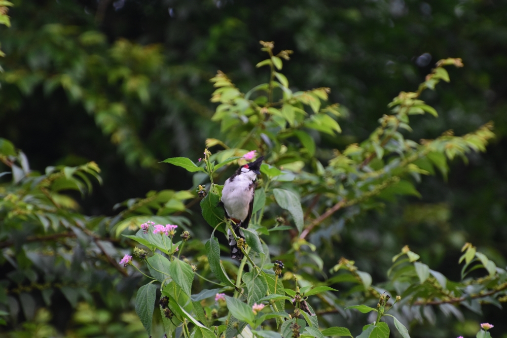 bird, sitting ,looking ,nature ,greenary ,wildlife ,sunset point ,matheran ,maharashtra bird, 