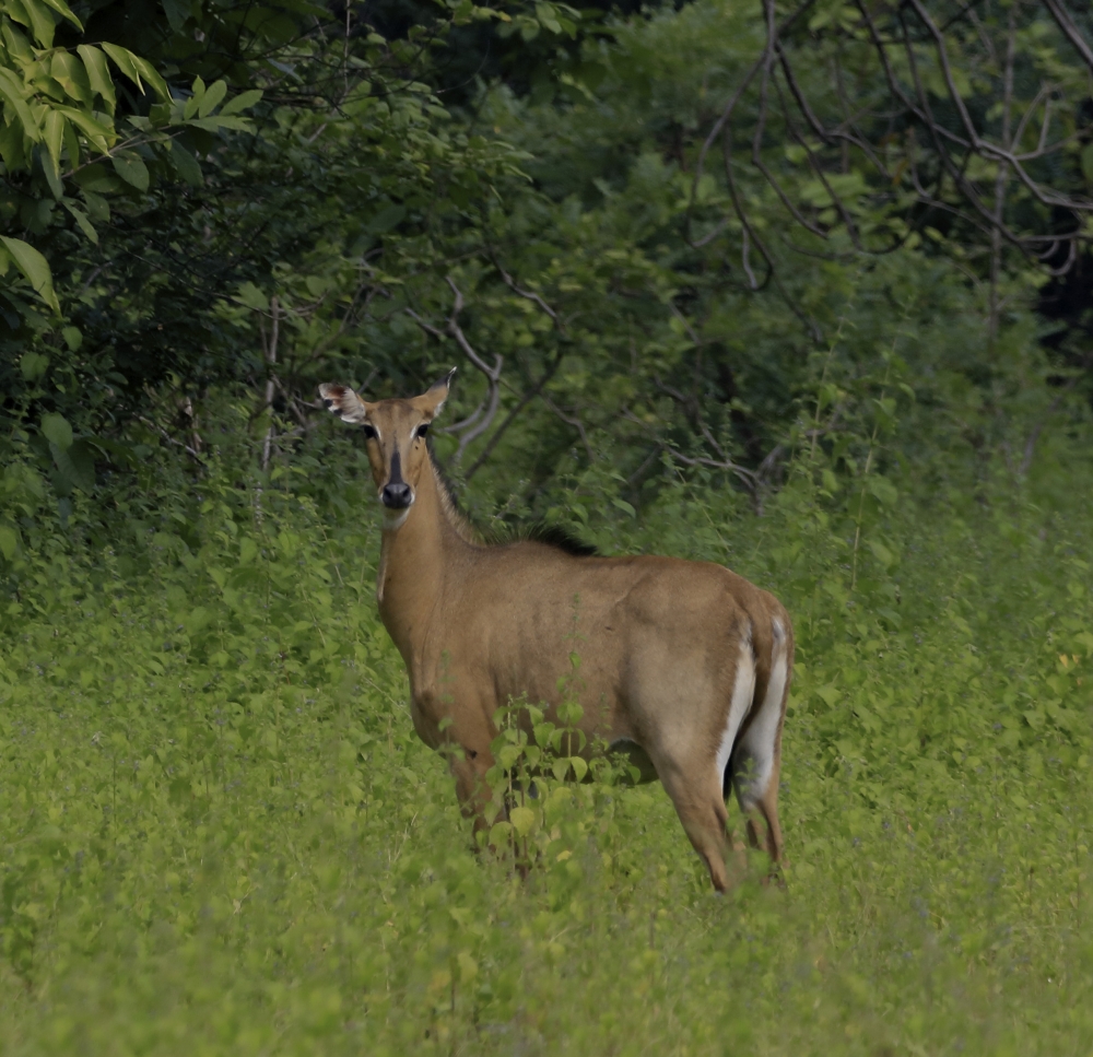 Female Nilgai, #into the wild#wildlife# wildlife photography# nature beauty# spotted deer# mammal# animal#  canon photography