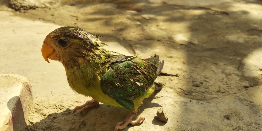 Green pigeon, Green pigeon
