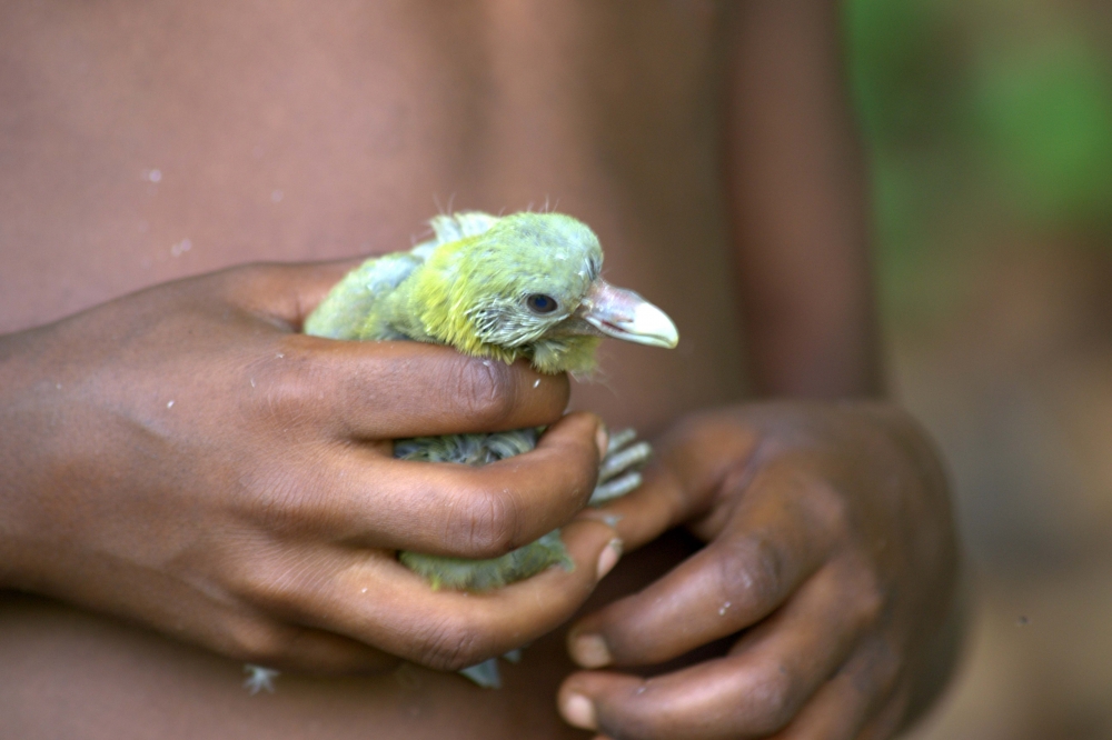 hold, #bird#life#tribal life#nikon