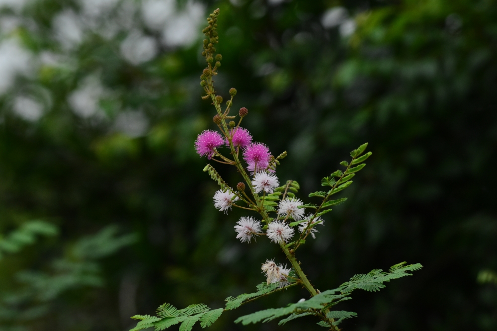 dark, Purple Flower, cycle trip, 