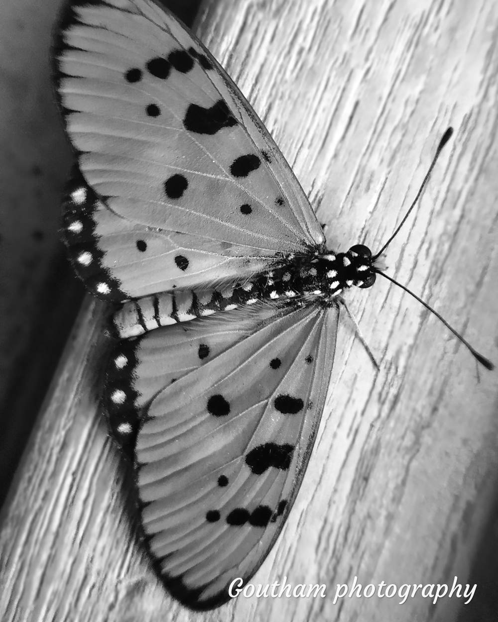 Black and white, #butterfly, #freze , #love, #cute, #nature #photography #love #instagood #photooftheday #travel #sky #beautiful #art #naturephotography #like #landscape #sunset #photo #picoftheday #instagram #sun #beach #life #winter #sea #fun #cute #clouds #happy #naturelovers #summer #bhfyp, #vintage #baground #photoframe #travel, 