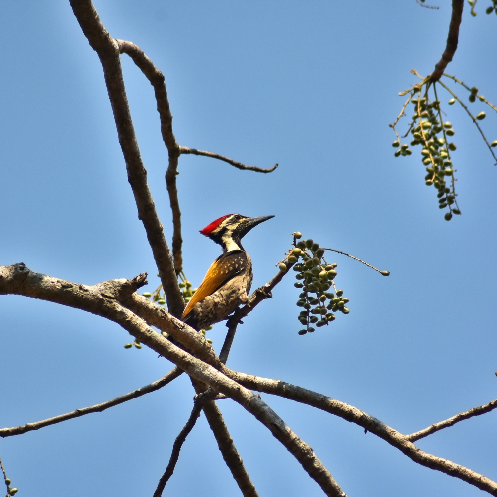 Black-rumped flameback, Black-rumped flameback, Bird, kangervalleynationalpark jagdalpur, national Park, jagdalpur, CG, Forest, Hills, Wildlife, bastar, Chhattisgarh, #nature #photography #love #instagood #photooftheday #travel #sky #beautiful #art #naturephotography #like #landscape #sunset #photo #picoftheday #instagram #sun #beach #life #winter #sea #fun #cute #clouds #happy #naturelovers #summer #bhfyp, 