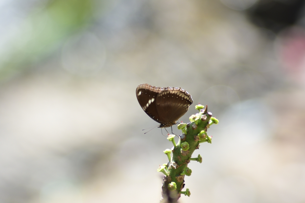Butterfly, butterfly nature landscape background hdclicks, 