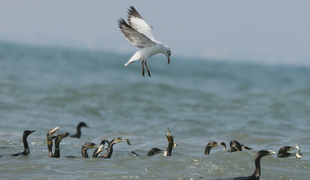 before catching moment, #birds, #birds #wildlife, #sea, #fish, #Nature #background #wallpaper #hdclicks #fullHD#landscape #photooftheday #winter #waterfall#fun #beautiful #fish #naturelovers 
