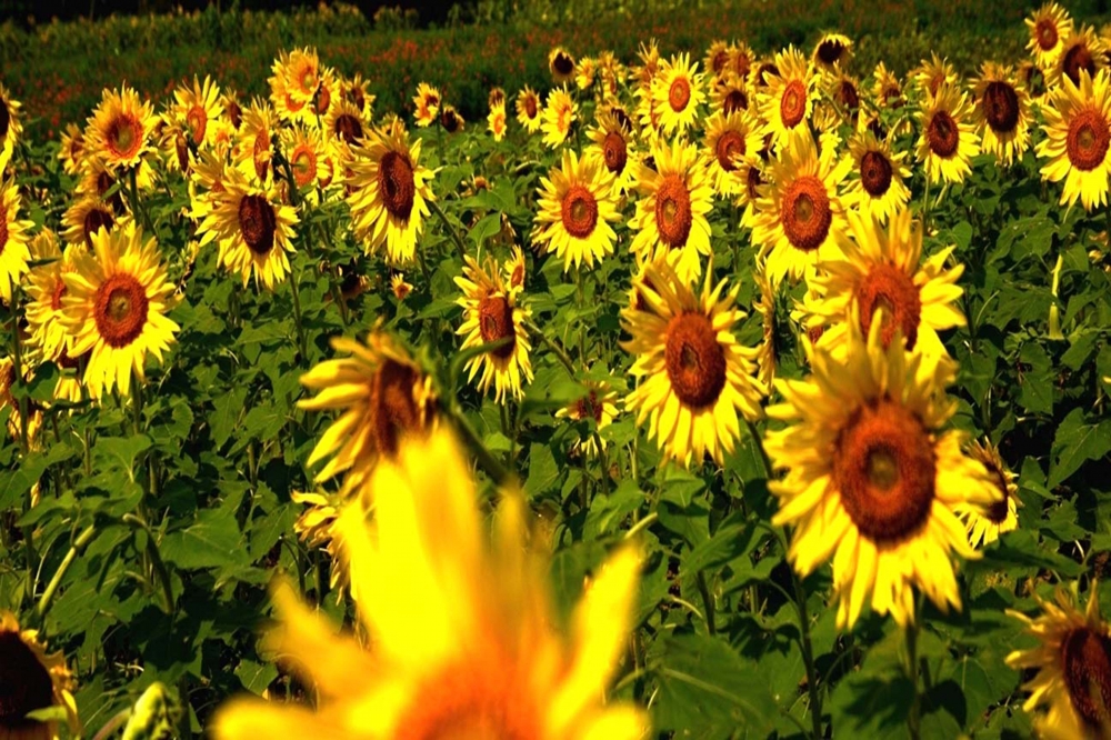 sunflowers, #nature#colors#sunflower#travel#nikon