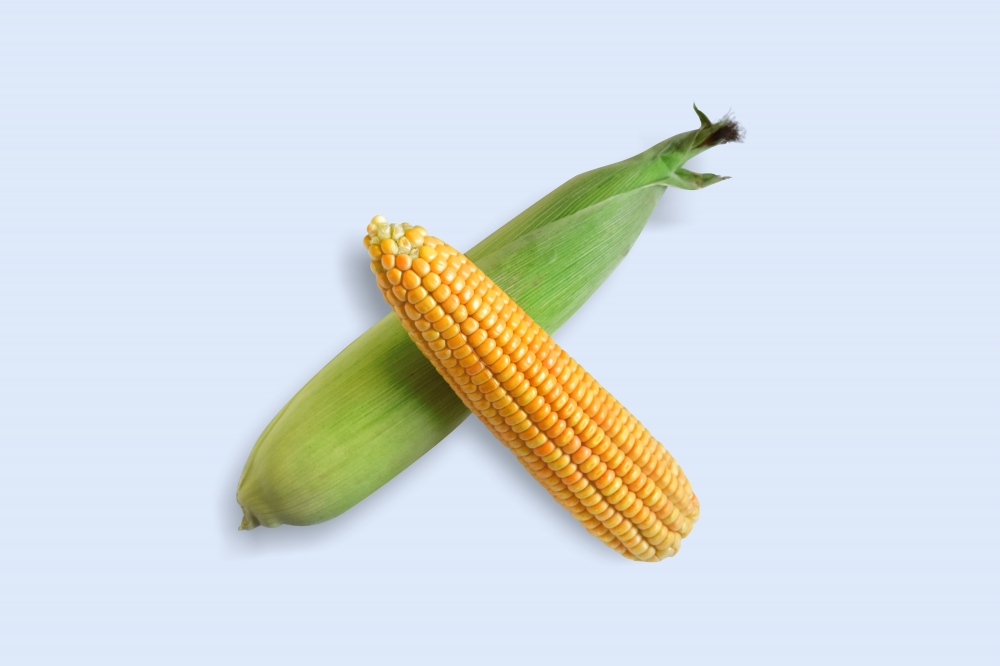 Fresh Corn, corn, sweet corn, maize,vegetables, food, corn kernels, bio, yellow, healthy, sweet, Indian corn, fresh, natural, plant, harvest, agriculture, autumn