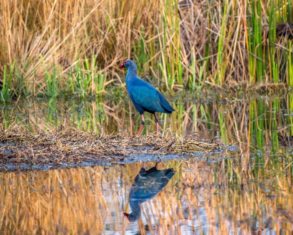 The Western Swamphen, birds,love birds,beautiful,wild,egret