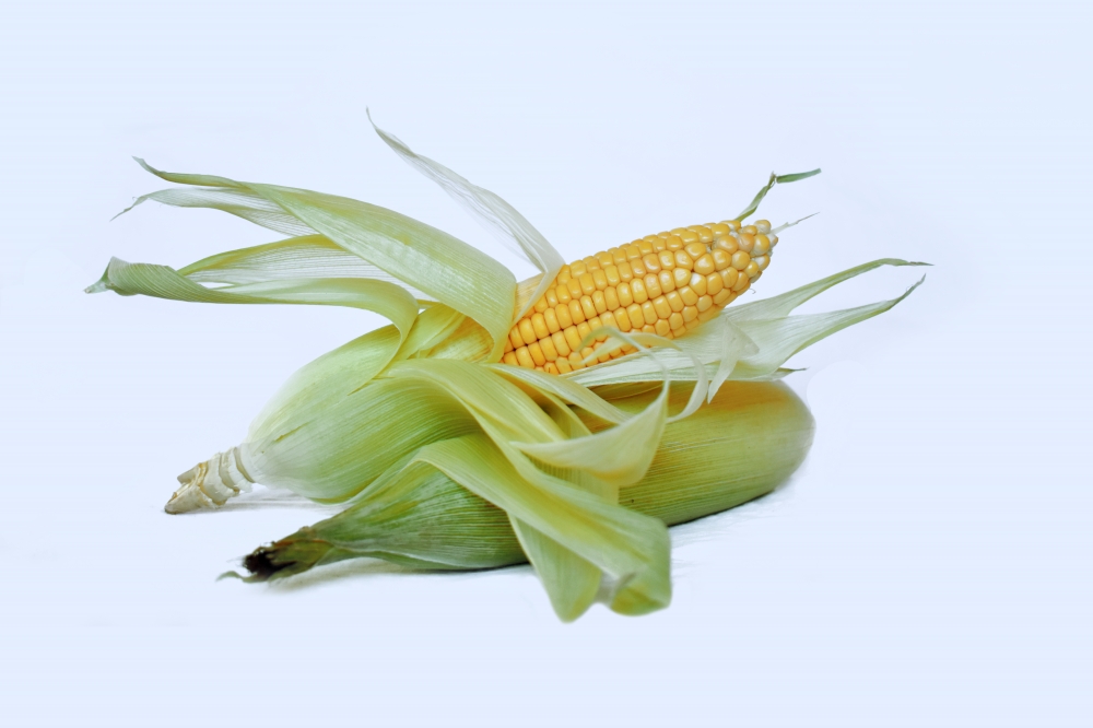 Fresh Corn, corn, sweet corn, maize,vegetables, food, corn kernels, bio, yellow, healthy, sweet, Indian corn, fresh, natural, plant, harvest, agriculture, autumn