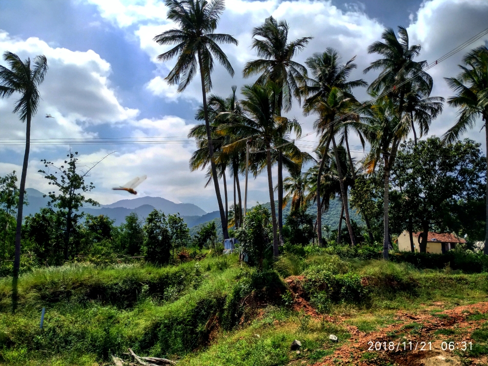 Dragon fly in the sky, #Nature #background #wallpaper #hdclicks #fullHD#fksayyad @f.k.sayyad, 