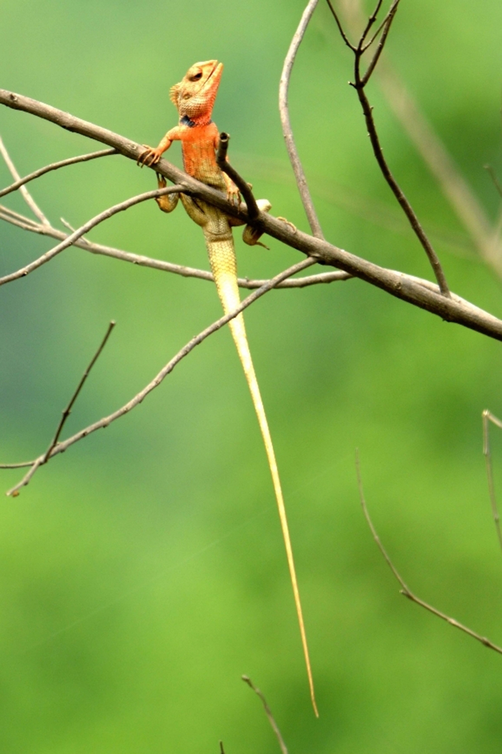 focus & shoot, #lizard#nature