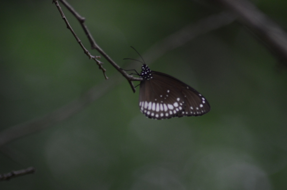 Butterfly, butterfly nature landscape background hdclicks, Commoncrwobutterfly wildlife, 