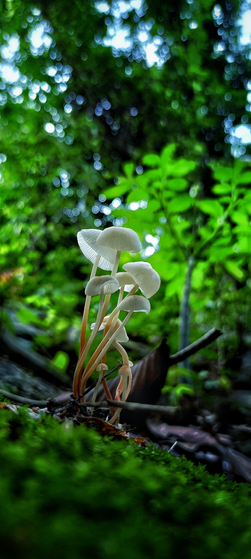 Massromm , #nature #photography #love #instagood #photooftheday #travel #sky #beautiful #art #naturephotography #like #landscape #sunset #photo #picoftheday #instagram #sun #beach #life #winter #sea #fun #cute #clouds #happy #naturelovers #summer #bhfyp, morningrays nature forest jungle munnabaghelphotography kvnp nationalpark bastar kangervalleynationalpark jagdalpur explore landscape gochhatishgarh bastarpicture photooftheday tree green wild Hill, 