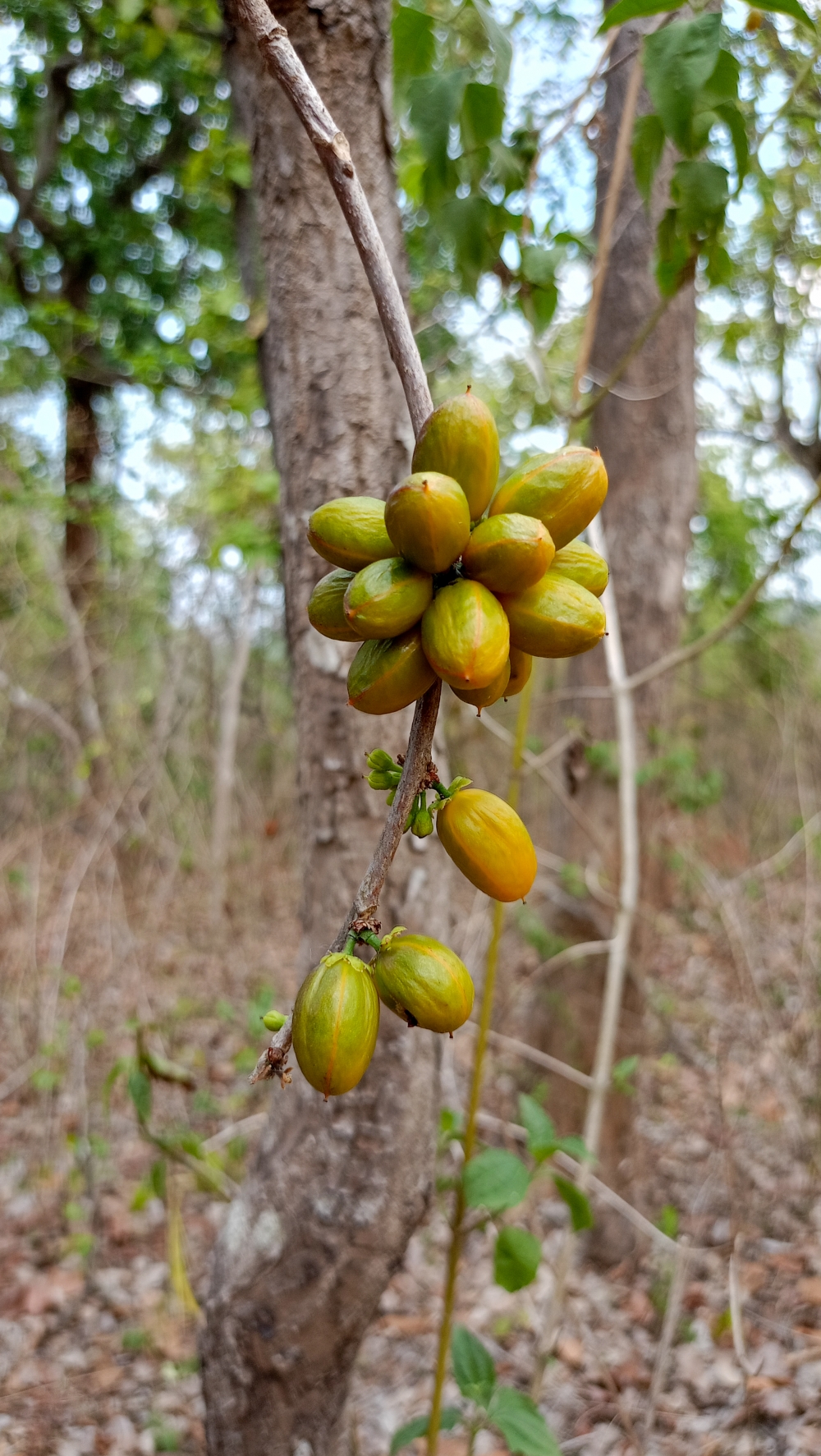 Wild fruit 2, nature landscape background sunrays hdclicks nikongair lake reflection photos Bastar chhatishgarh sky clouds photooftheday naturephotography, morningrays nature forest jungle munnabaghelphotography kvnp nationalpark bastar kangervalleynationalpark jagdalpur explore landscape gochhatishgarh bastarpicture photooftheday tree green wild Hill, summer tirathgarh waterfall waterfalls indianwaterfall  nationalpark kangervalleynationalpark Raipur CG forest HD wallpaper view kangervalley tirathgarh waterfall waterfalls jungle Bastar Chhattisgarh photosoftheday photo gallery wallpaper view kangervalley instapicture instagood viralpic, #nature #photography #love #instagood #photooftheday #travel #sky #beautiful #art #naturephotography #like #landscape #sunset #photo #picoftheday #instagram #sun #beach #life #winter #sea #fun #cute #clouds #happy #naturelovers #summer #bhfyp, 