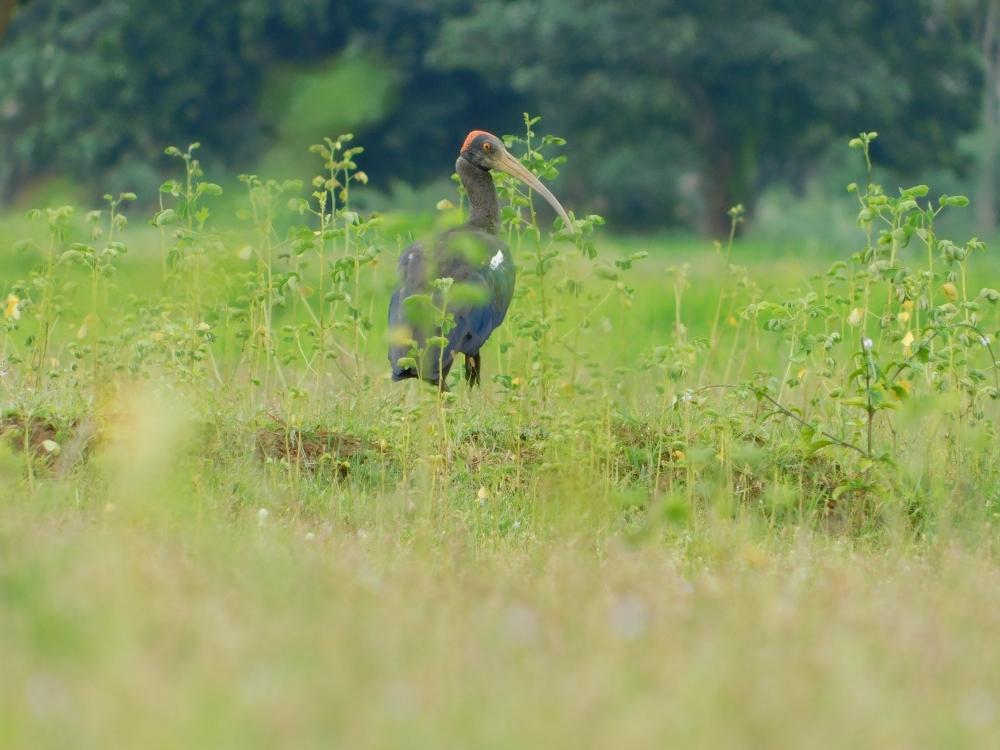 Red napped ibis , Umesh Singh photography 