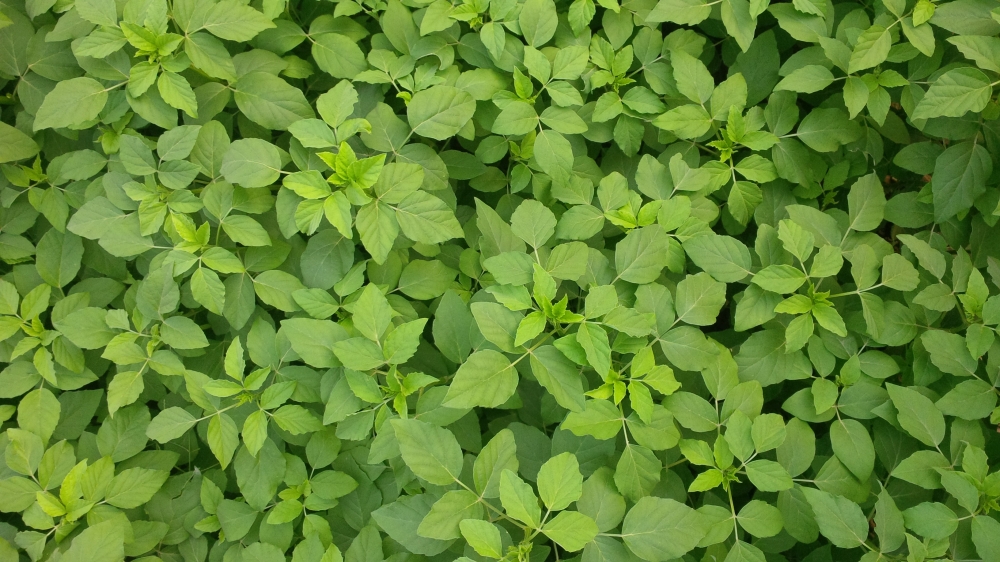Gradening, Leaf, 