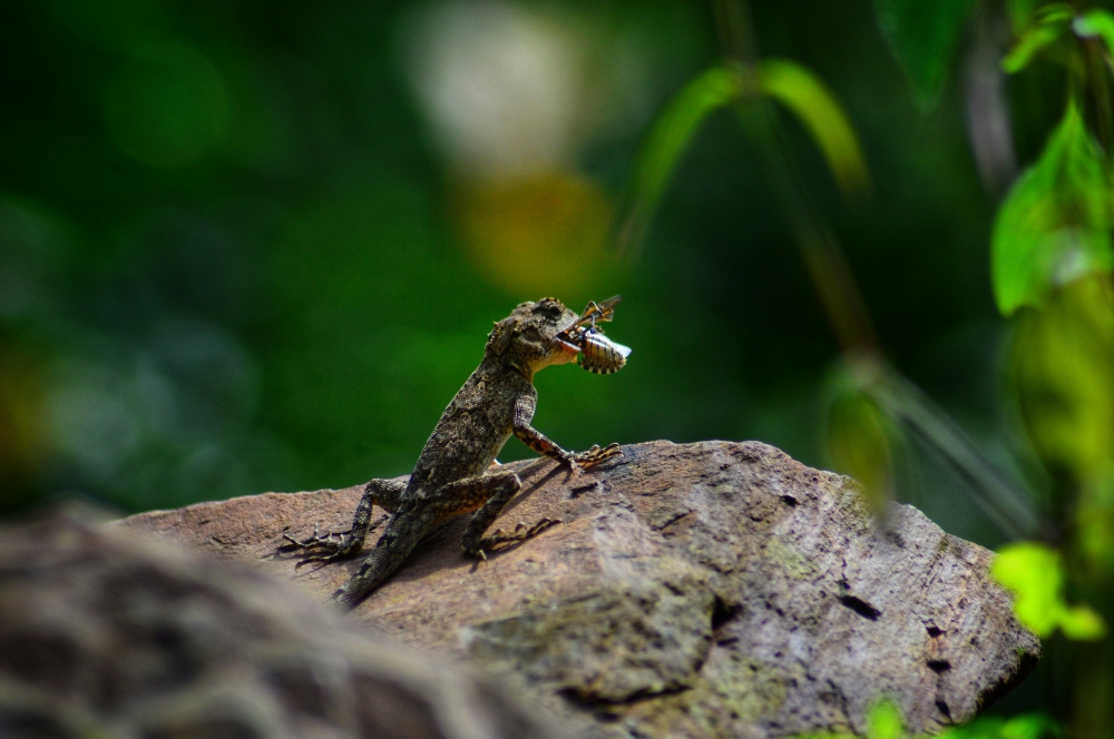 lunch time, chameleon wildlife HD wallpaper background picture wild animals Nature Photography, 