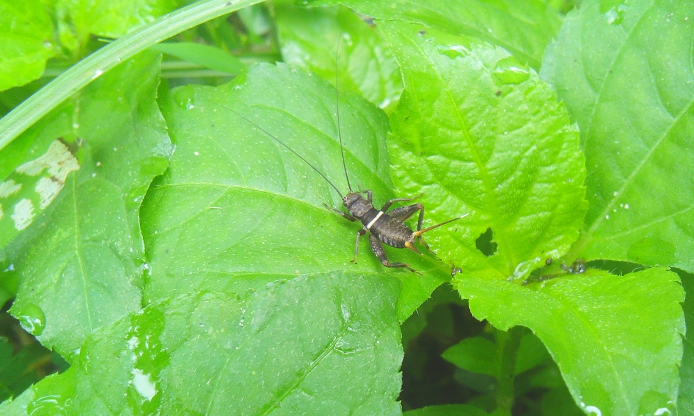 insect, insect,six leg,photography,animal