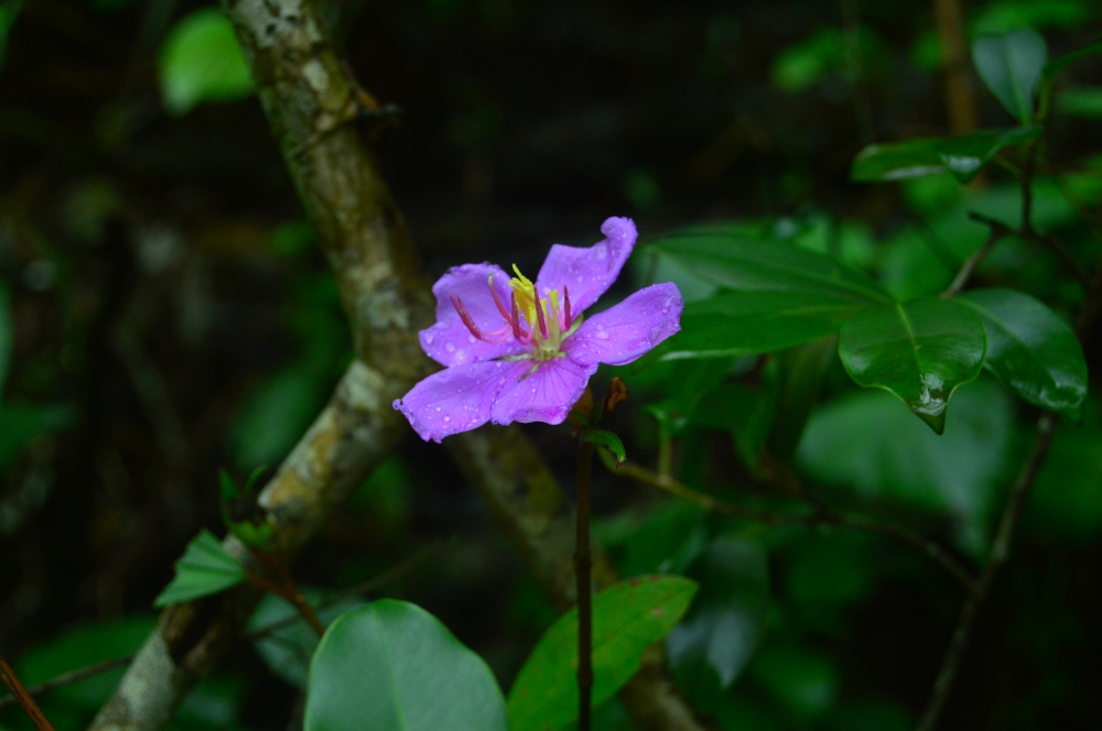 Flowers , nature landscape flowers wild jungle Forest 