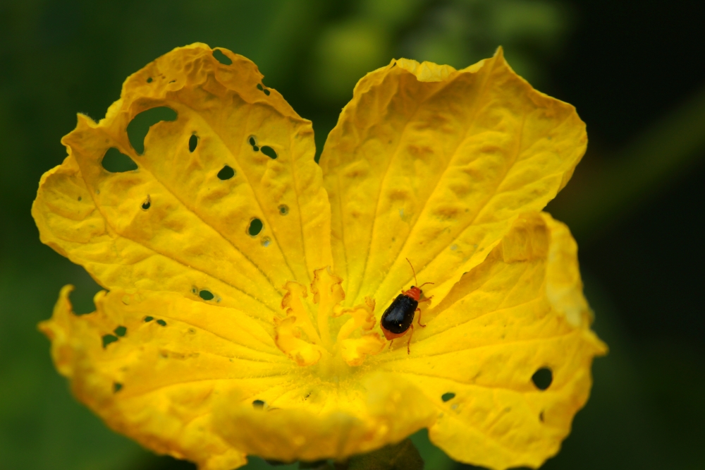 Yellow, Autumn flower,yellow,insects