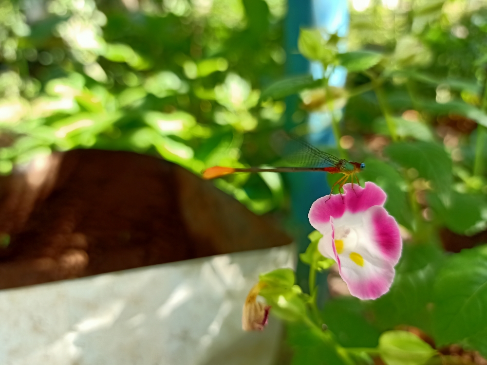 Flower,close up, macro,macro photography, nature,plant,wild flower,, Flower, 