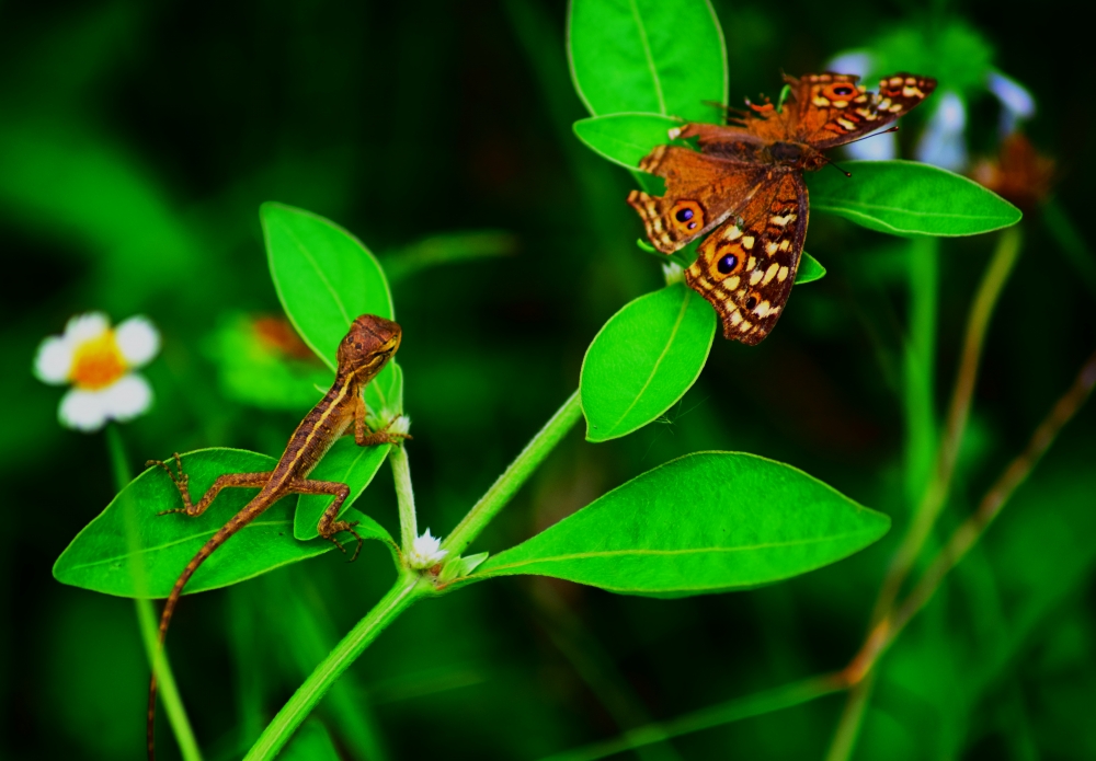 watching carefully, #lizard, #insect, #butterfly#, #Nature #background #wallpaper #hdclicks #fullHD#, #nature #photography #love #instagood #photooftheday #travel #sky #beautiful #art #naturephotography #like #landscape #sunset #photo #picoftheday #instagram #sun #beach #life #winter #sea #fun #cute #clouds #happy #naturelovers #summer, 