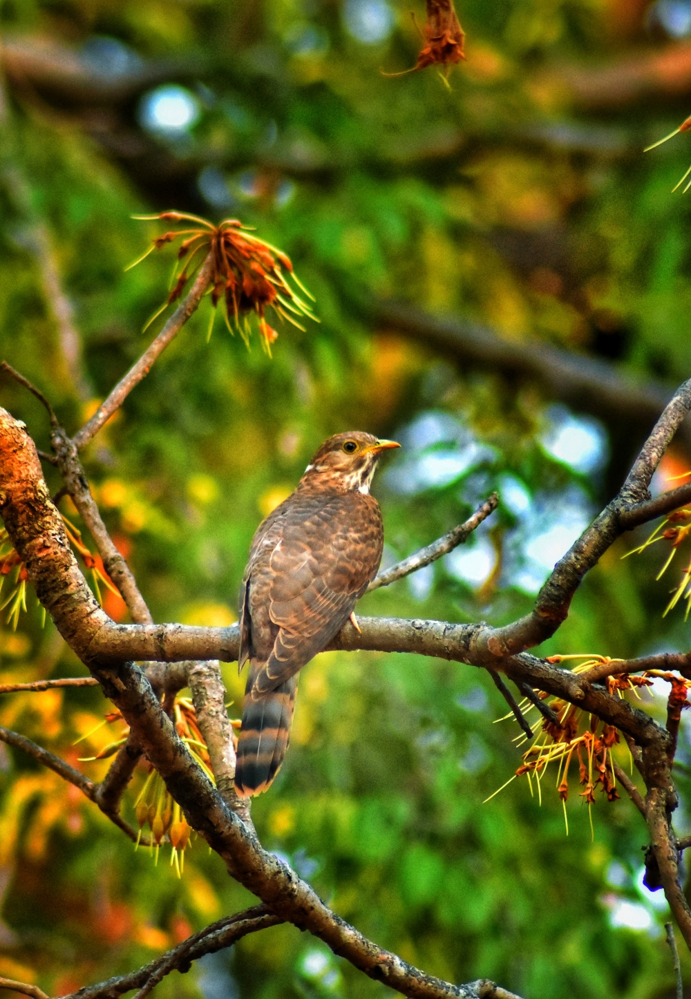 यह Cuckoo प्रजाति का एक बड़ा पक्षी है, जिसे उसकी मधुर आवाज के लिए जाना जाता है। , #TravelPhotography #PicOfTheDay #ExploreNature #NaturePhotography #TravelBlogger #beautiful #landscape #adventure #explore #instatravel #photo #trip #summer #travelgram #photography #art #travel #wanderlust #nature #instagood#love #instagood #photooftheday #fashion #trending #explorepage #viral #tbt #like4like #followme #picoftheday #follow #me #selfie #summer #art #instadaily #friends #repost #nature #trendingnow #fun #style #smile #food #instalike #likeforlike #family #travel #fitness #worldcup #tagsforlikes #viralpost #nofilter #life #beauty #amazing #instamood #igers #instagram #photo #music #photography #makeup #dog #beach #sunset #model #motivation #followforfollow #sky #lifestyle #design #gym #f4f #toofunny #bestoftheday #vsco #drawing  #artist  #flowers #baby  #wedding #memes #instapic #pretty #photographer  #instafood #party #inspiration  #cool #workout #motivation #swag #fit #healthy #yummy #blackandwhite  #foodie #insta #home #christmas #black  #memes #winter #pink  #sea #landscape  #blue #holiday #bastar #chhatishgarh #jagdalpur #kangervalleynationalpark #kangervalley #tirathgarhwaterfall 
