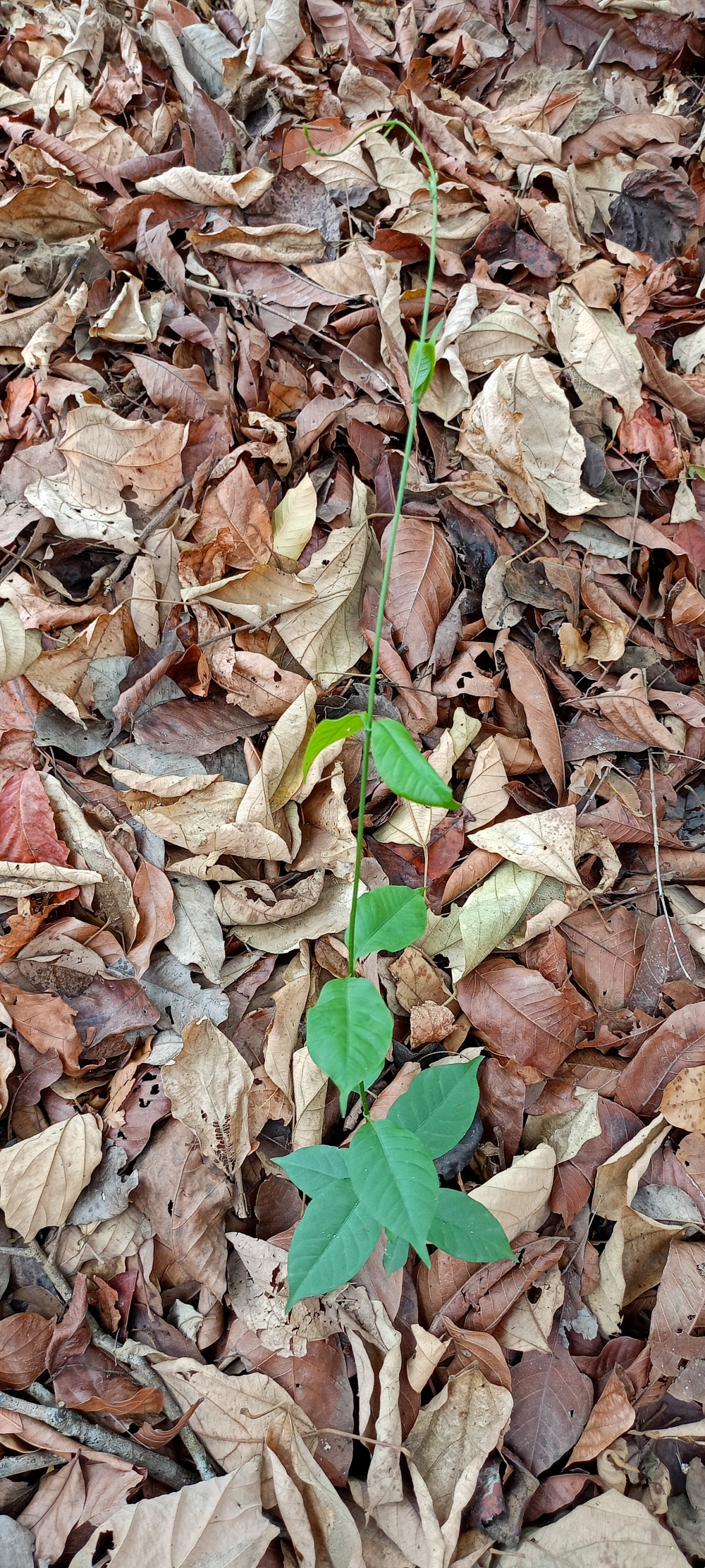 new plant after autumn , new plant , autumn , nature landscape background sunrays hdclicks nikongair lake reflection photos Bastar chhatishgarh sky clouds photooftheday naturephotography, wildlife HD wallpaper background picture wild animals Nature Photography tree spoteddave indianbird bastar munnabaghelphotography potooftheday Dave nationalpark kvnp forest jungle kangervalleynationalpark jagdalpur awesome birdphotography photosofbird nature gochhatishgarh chhatishgarh photo, summer tirathgarh waterfall waterfalls indianwaterfall  nationalpark kangervalleynationalpark Raipur CG forest HD wallpaper view kangervalley tirathgarh waterfall waterfalls jungle Bastar Chhattisgarh photosoftheday photo gallery wallpaper view kangervalley instapicture instagood viralpic, #nature #photography #love #instagood #photooftheday #travel #sky #beautiful #art #naturephotography #like #landscape #sunset #photo #picoftheday #instagram #sun #beach #life #winter #sea #fun #cute #clouds #happy #naturelovers #summer #bhfyp, 