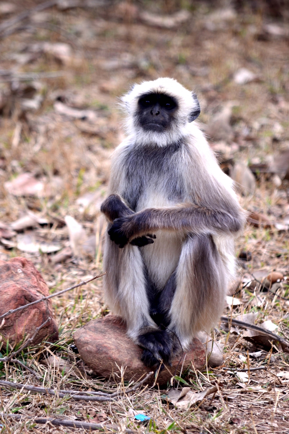 lonely, #animals#photooftheday#ameteur photography, 