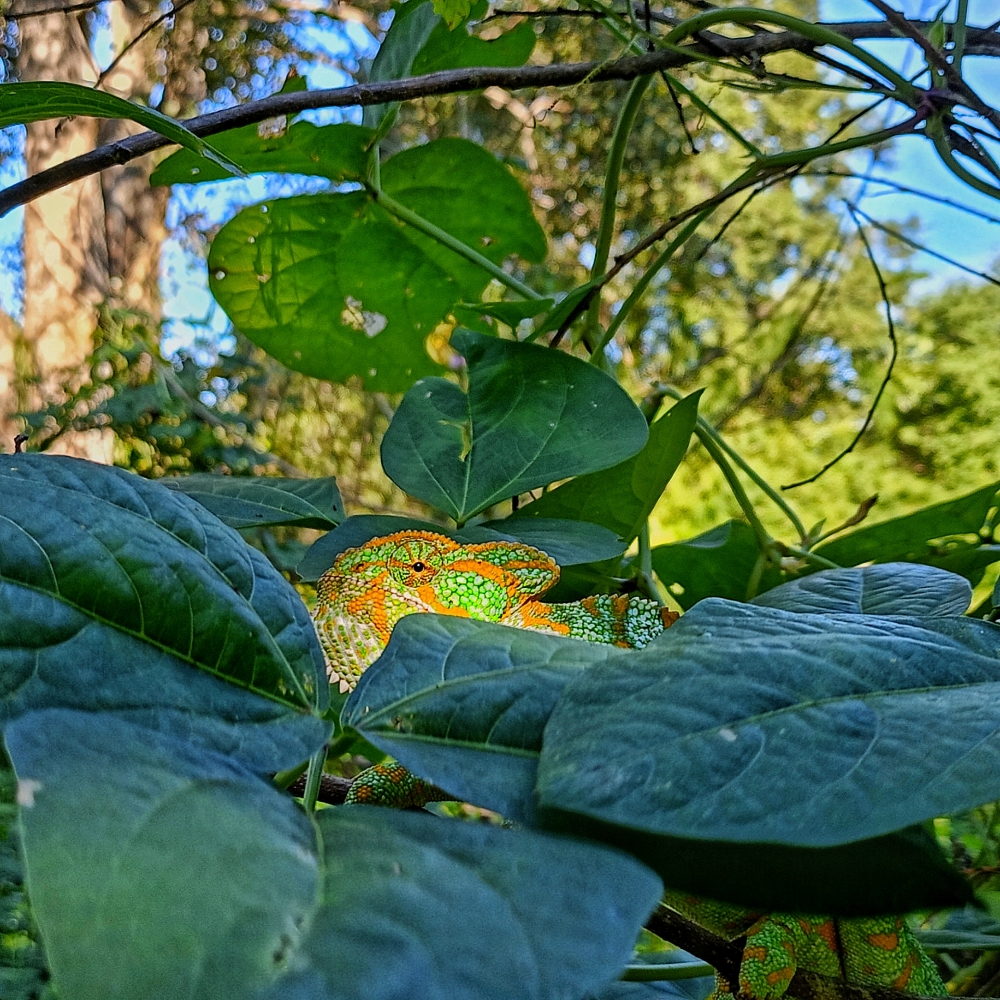 Chameleon , chameleon wildlife HD wallpaper background picture wild animals Nature Photography, 