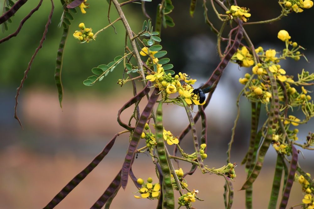 Carpenter Bees - Parasitism, Carpenter Bees, carpenter bee, nature, insect, blossom, bloom, lower, close up, pulcherrima, wing, macro, yellow caesalpinia, black carpenter bee, flower, winged insect, wings, hymenoptera, entomology