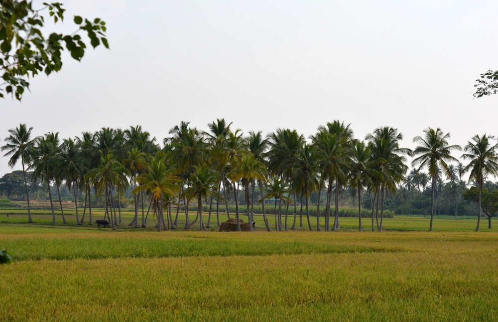 paddy fields, beauty of village