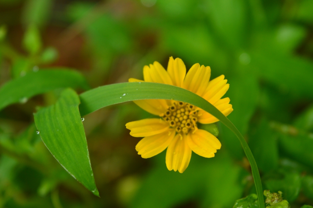 Grass, Nature, natural, Grass, water droplets, yellow flower, flower wallpaper, wallpaper, Macro photography, Close up, yellow, Green, water, Texture, background, earth, plant, plants, wild flower, Nature, 