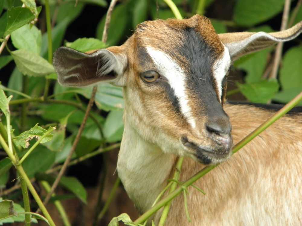 GOAT IS EATING LEAVES, Goat, Nature creation, Leaf, Leaf & Petal, Green, Green Field, EYE, Animal, village, 
