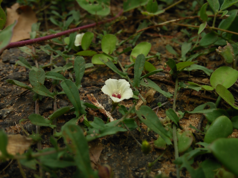 Flower , Mobile photography