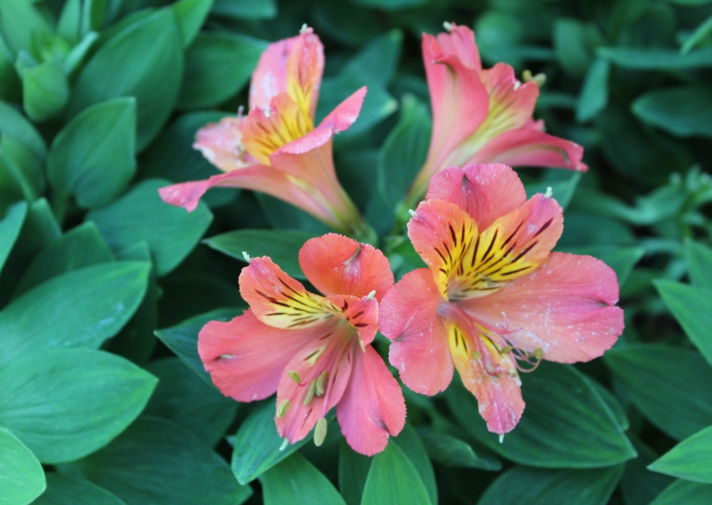 Flowers, Pointing in four directions
