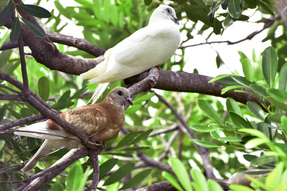 Doves / Columbidae / Pigeons, collared, dove, bird, ornithology, bird relax, feathers, animal world, nature, afternoon, Tree, 