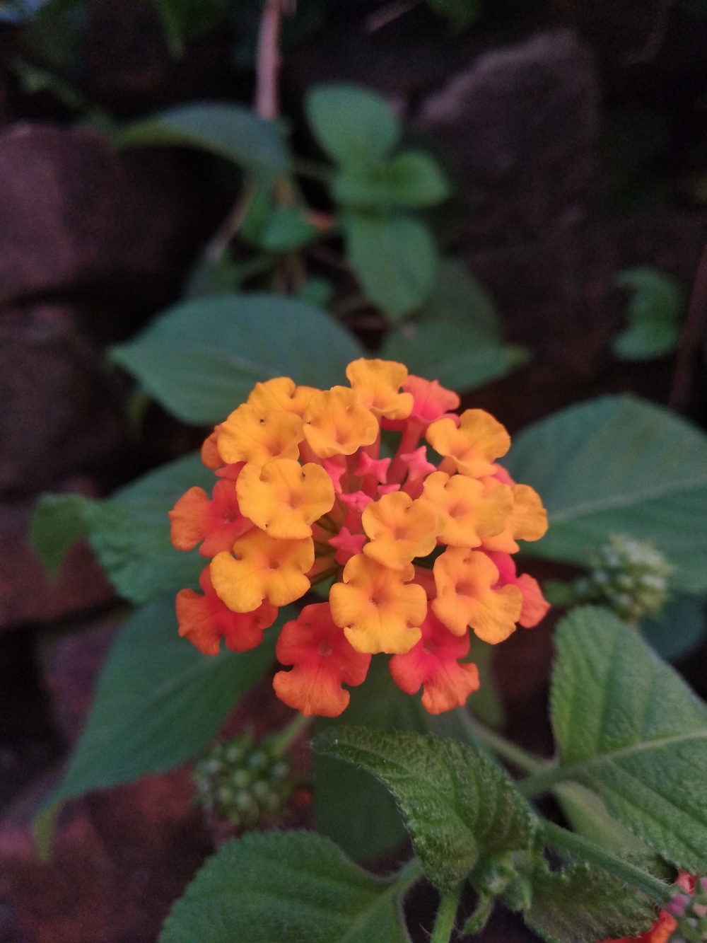 Flower, #Nature #background #wallpaper #hdclicks #fullHD#fksayyad @f.k.sayyad, 
