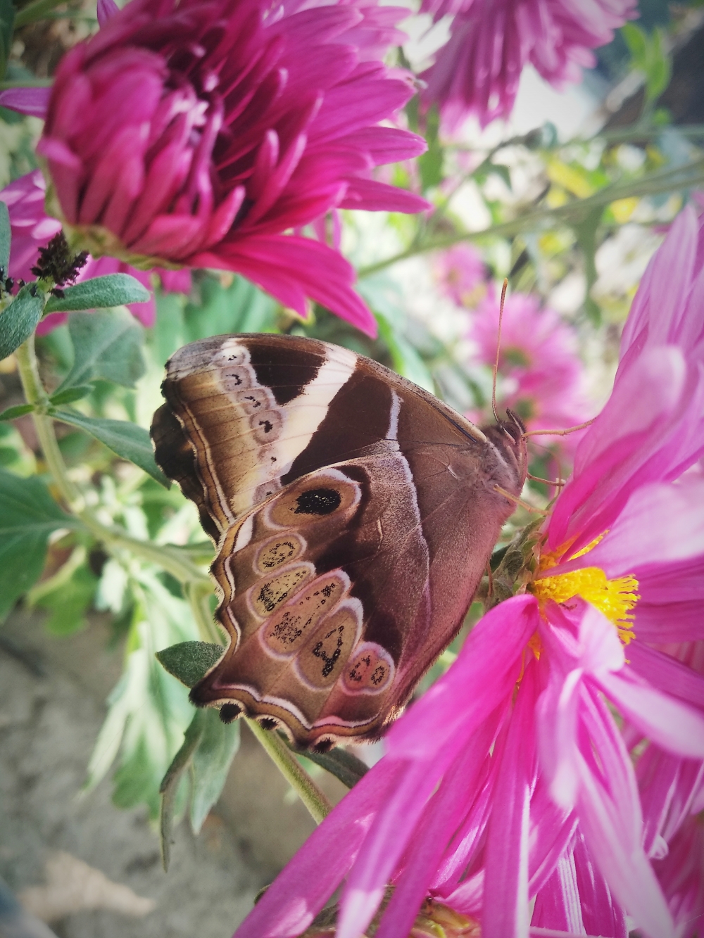 Butterfly, butterfly nature landscape background hdclicks, 