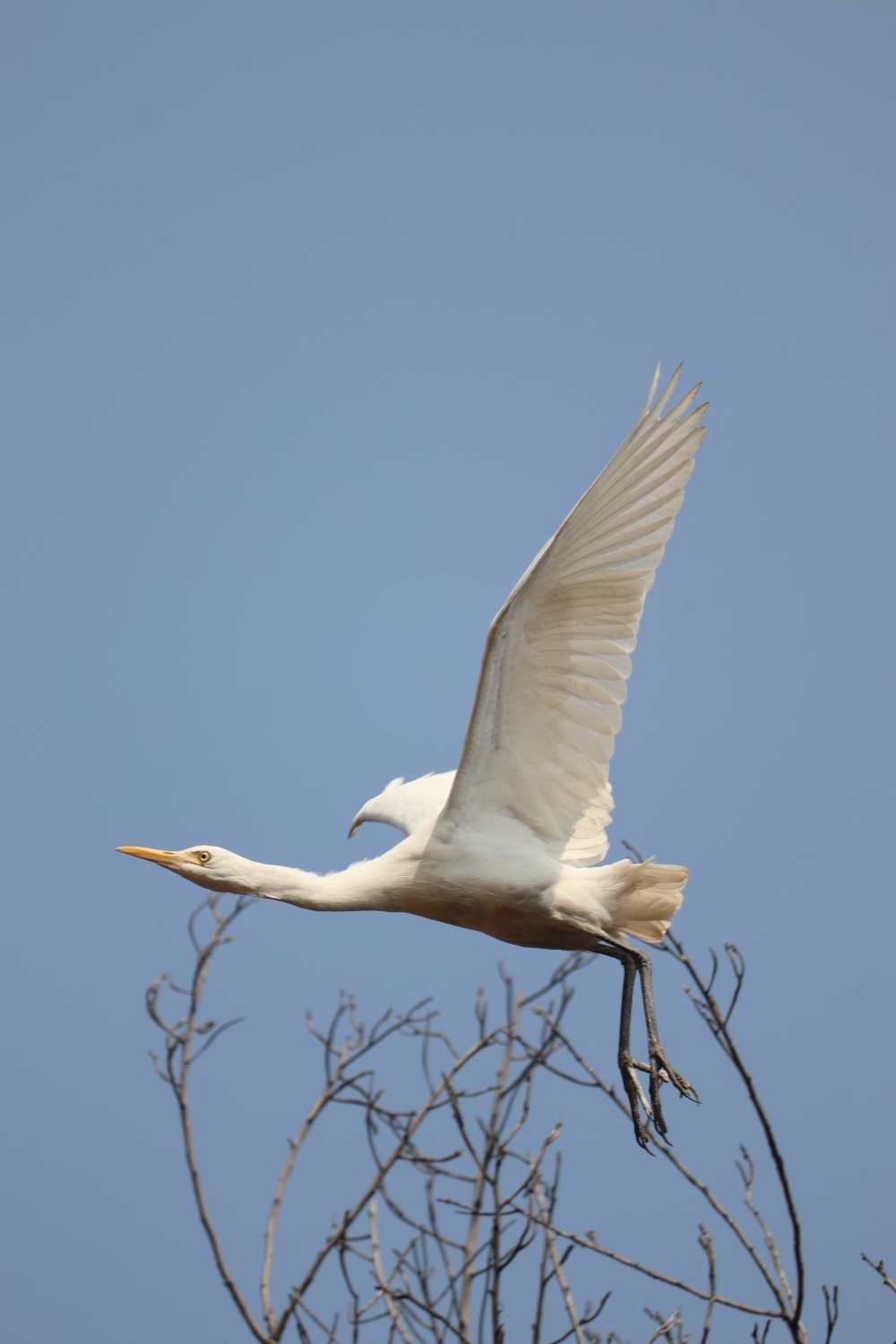 Reshlok, #Birdsphotography #pgclick