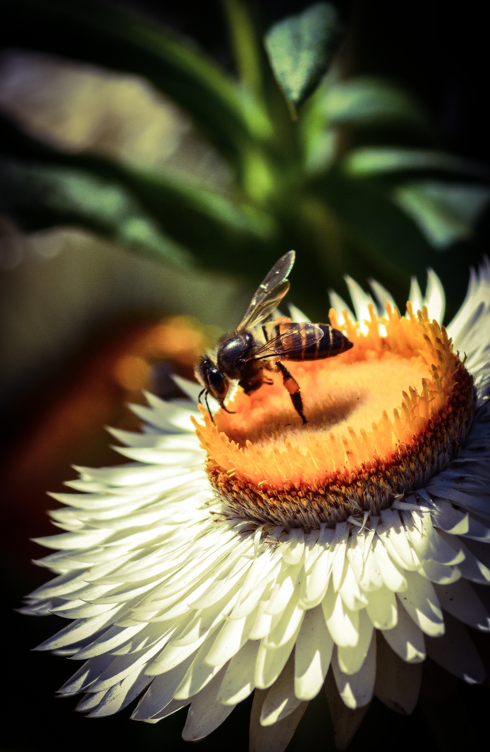 Honey hunting, Aravind
