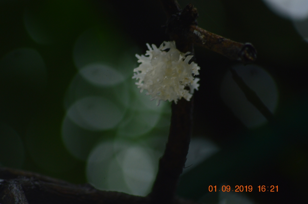 White flower , Flower 