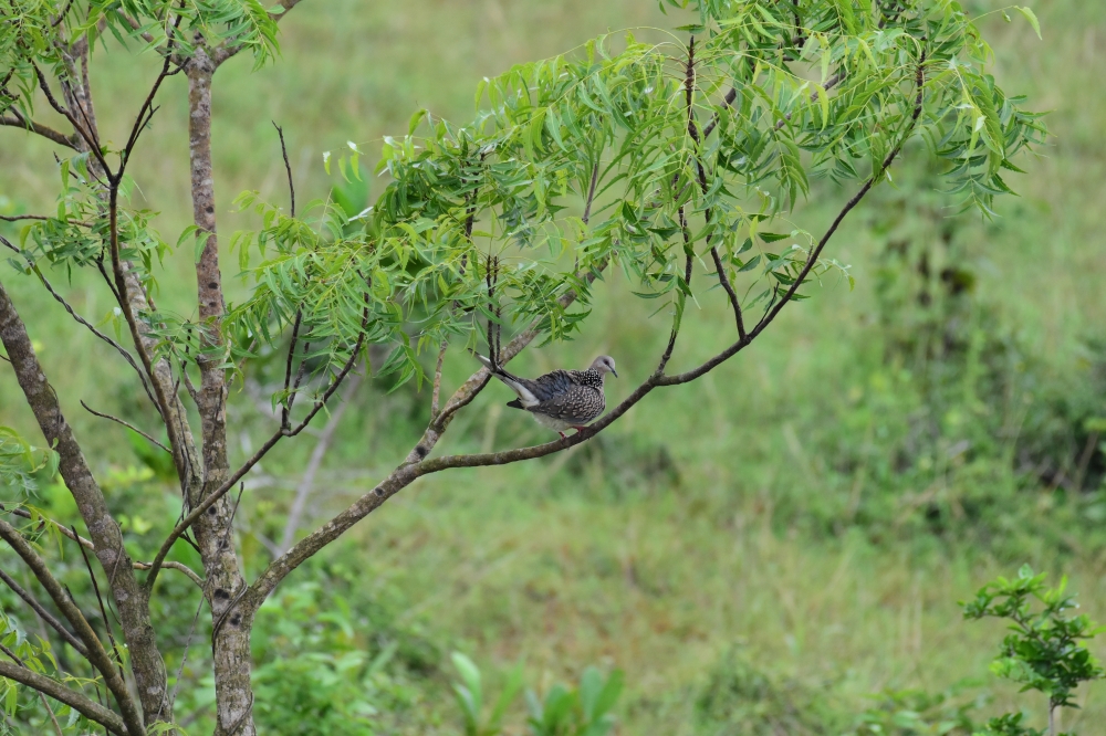 green, Green, spotteddove, laugh