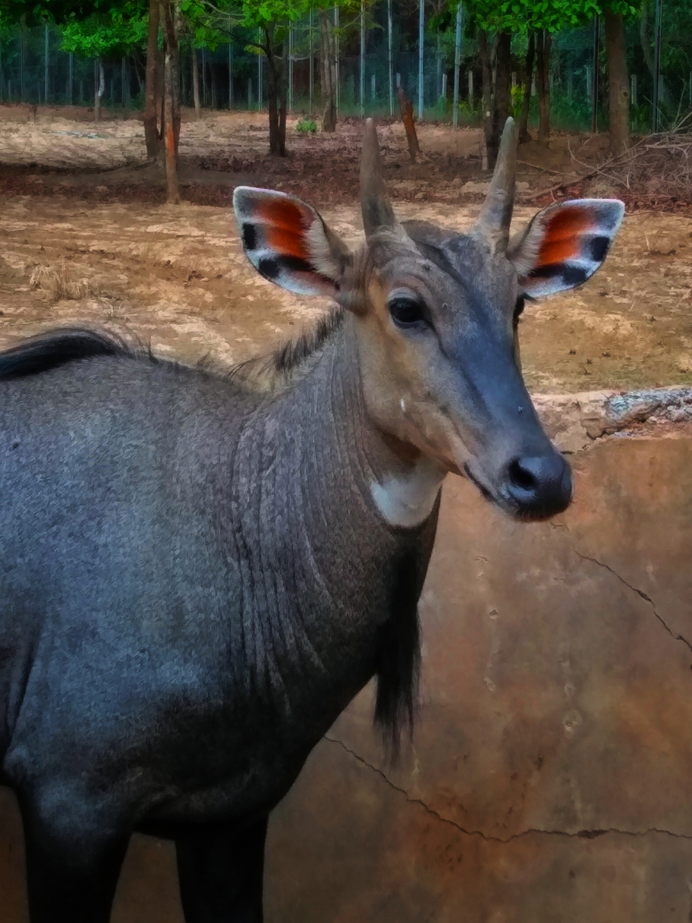 Blue bull , Bluebull, wildlife, tirathgarh waterfall #Tirathgarhwaterfall #tirathgarh_waterfall #kvnp #kangervalley #kangervalleynationalpark #junglesafari #bastar  #unexploredbastar #nikonindonesia #nikonindia #nikonindiaofficial #nikond3200 #munna_baghelphotography #tirathgarh_waterfall #tirathgarhwaterfall  #nature #naturelovers #landscape #sutterstock #shutterstockcontributor #instagram #gochatishgarh #chhatishgarh #travel