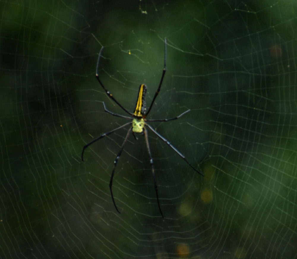 Insect photography, #insect photography#spider #nature
