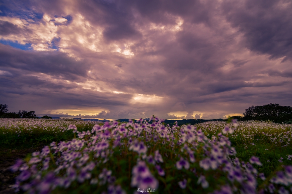 Flower Valley, wallpaper, background, photograph, photography, photo, landscape, flowers,nature, wild, forest, cloud, beautiful 