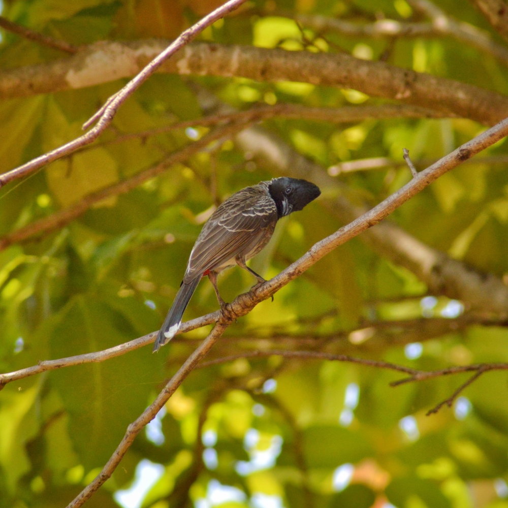 red vented bulbul, #birds #wildlife #forest 