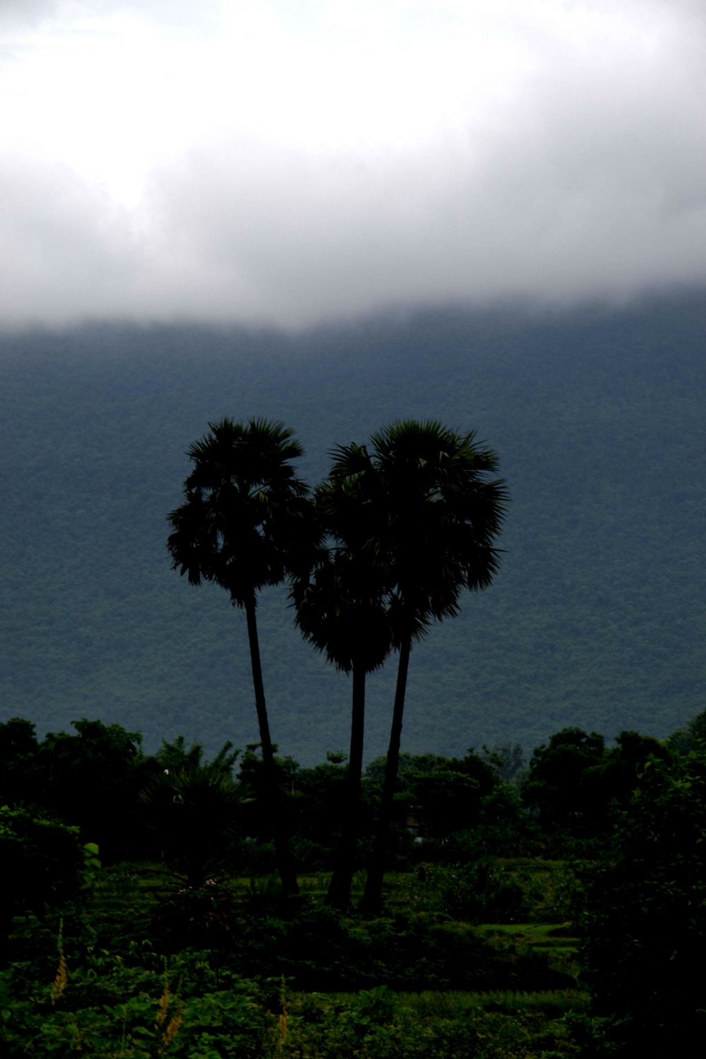 rainy season, #cloud#tree#landscape#nikon